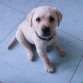 Dowar 2 meses